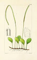 A Century of Ferns Pl92 - William Jackson Hooker — artwork view