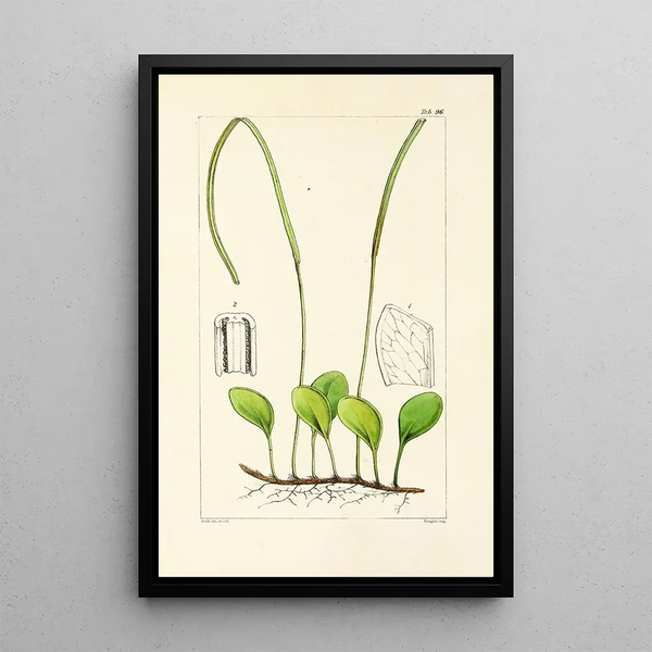A Century of Ferns Pl92 - William Jackson Hooker — framed artwork on a wall