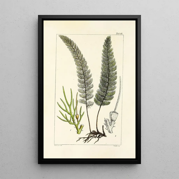 A Century of Ferns Pl93 - William Jackson Hooker — framed artwork on a wall