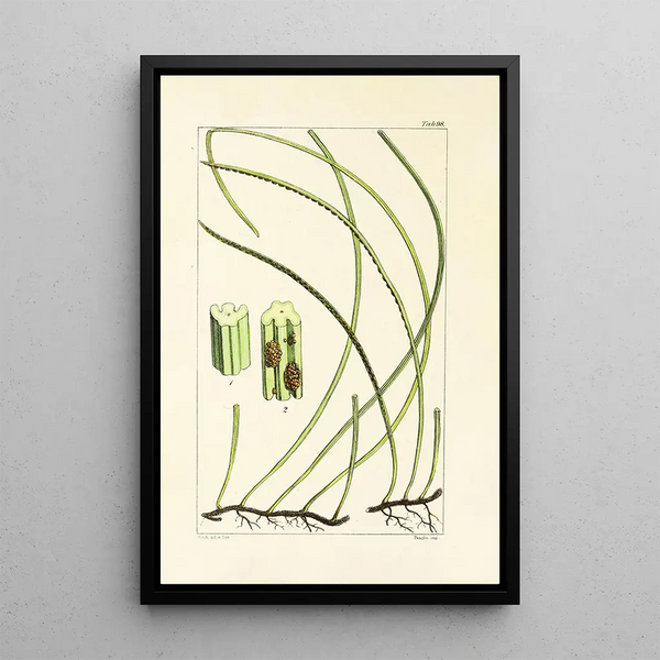 A Century of Ferns Pl94 - William Jackson Hooker — framed artwork on a wall