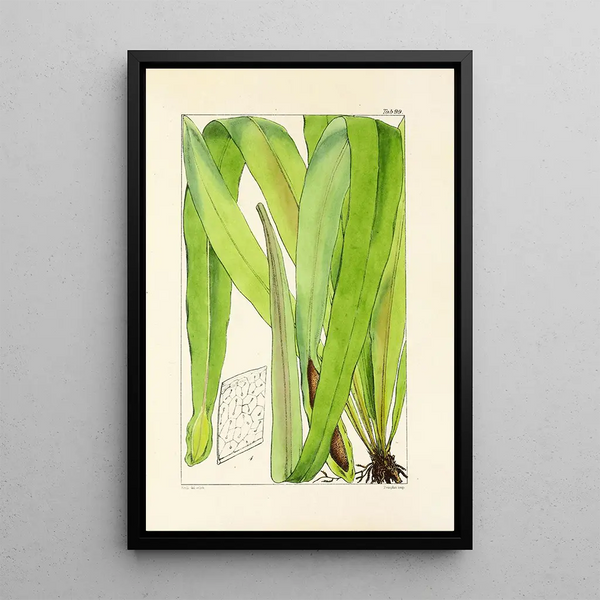 A Century of Ferns Pl95 - William Jackson Hooker — framed artwork on a wall