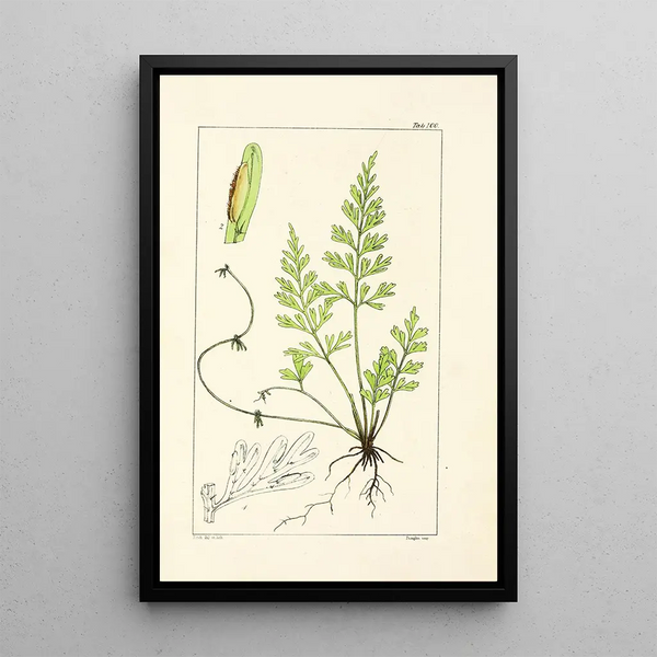 A Century of Ferns Pl96 - William Jackson Hooker — framed artwork on a wall