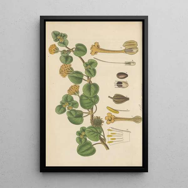 Abronia arenaria - William Jackson Hooker | Painting — framed artwork on a wall