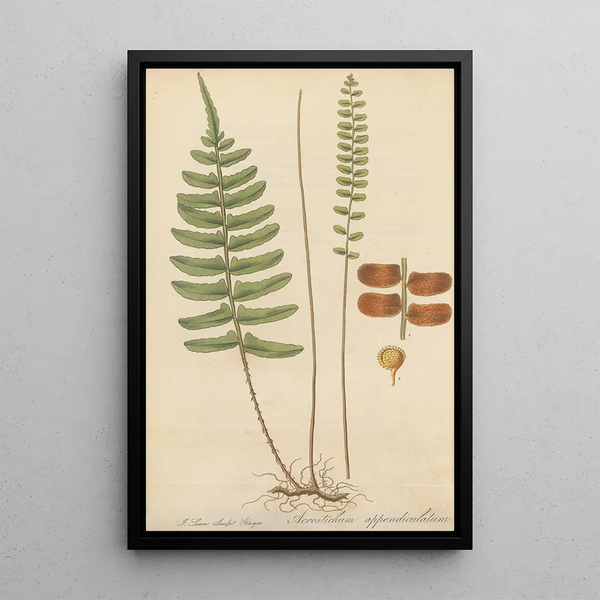 Acrostichum appendiculatum - William Jackson Hooker — framed artwork on a wall