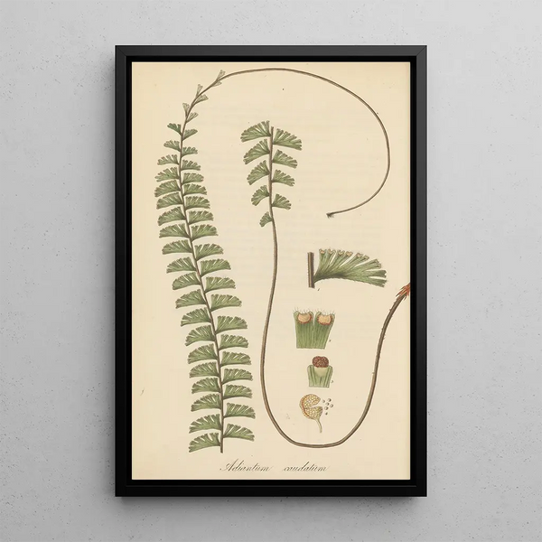 Adiantum caudatum - William Jackson Hooker — framed artwork on a wall