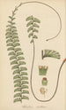 Adiantum caudatum - William Jackson Hooker — artwork view