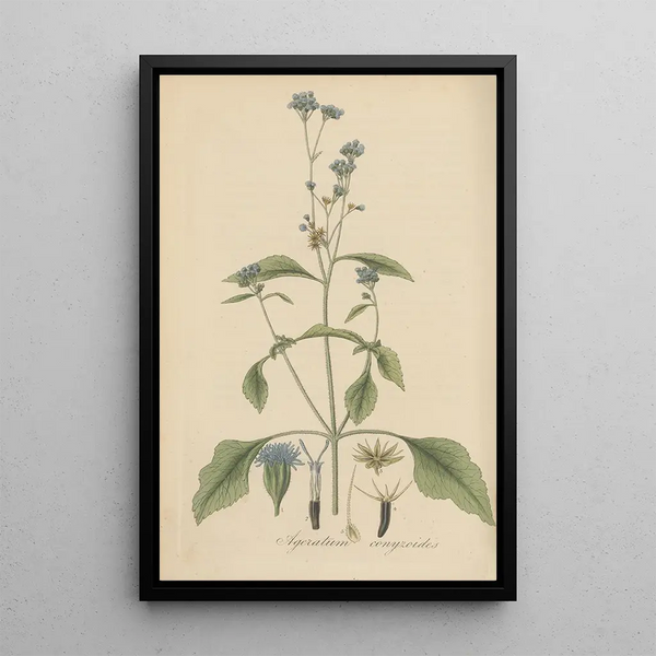 Ageratum conyzoides - William Jackson Hooker — framed artwork on a wall