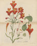 Belle alstroemeria - William Jackson Hooker — artwork view