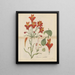 Belle alstroemeria - William Jackson Hooker — framed artwork on a wall