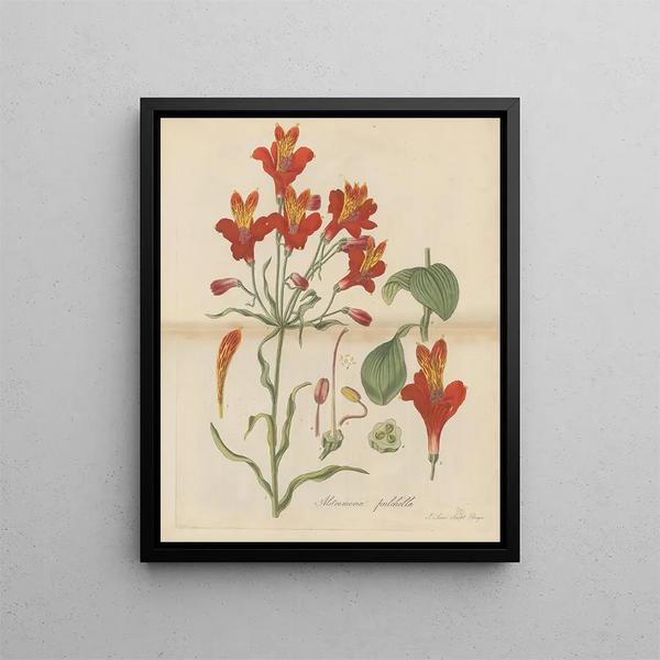 Belle alstroemeria - William Jackson Hooker — framed artwork on a wall