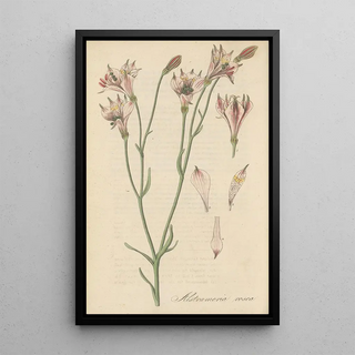 William Jackson Hooker - Alstroemeria rosea.webp