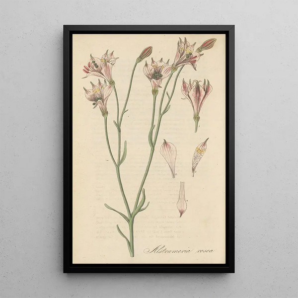 Alstroemeria rosea - William Jackson Hooker — framed artwork on a wall