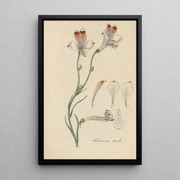 Alstroemeria tricolor - William Jackson Hooker | Painting — framed artwork on a wall