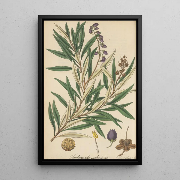 Andromeda salicifolia - William Jackson Hooker — framed artwork on a wall