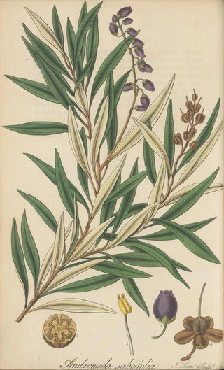 William Jackson Hooker - Andromeda salicifolia.webp
