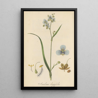 William Jackson Hooker - Aneilema longifolia.webp