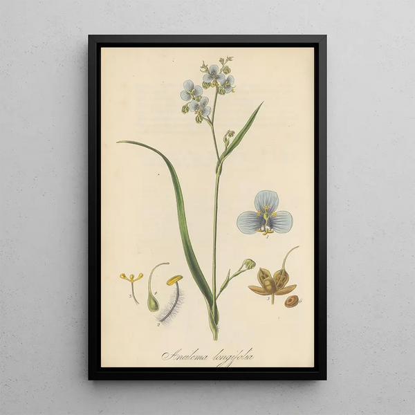 Aneilema longifolia - William Jackson Hooker — framed artwork on a wall