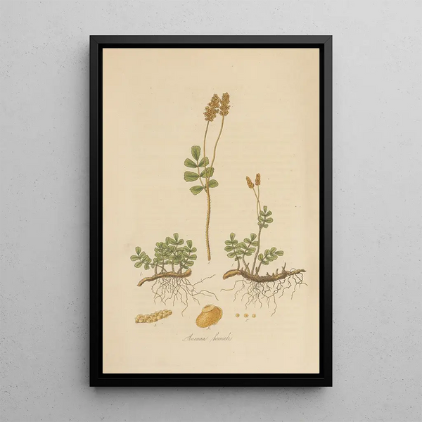 Anemia humilis - William Jackson Hooker — framed artwork on a wall
