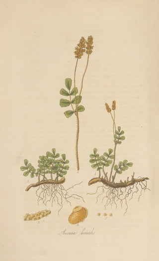 William Jackson Hooker - Anemia humilis.webp
