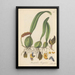 Anisopetalum Careyanum - William Jackson Hooker — framed artwork on a wall