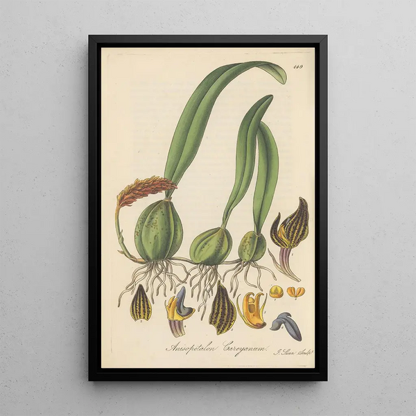 Anisopetalum Careyanum - William Jackson Hooker — framed artwork on a wall