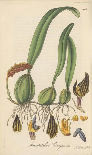 William Jackson Hooker - Anisopetalum Careyanum.webp