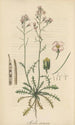 Arabis arenosa - William Jackson Hooker — artwork view
