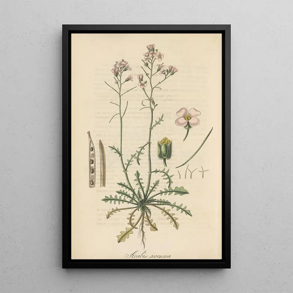 Arabis arenosa - William Jackson Hooker — framed artwork on a wall