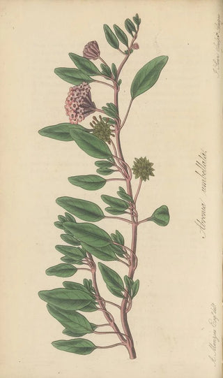 William Jackson Hooker - Arbronia umbellata.webp