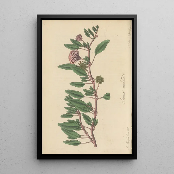 Arbronia umbellata - William Jackson Hooker — framed artwork on a wall