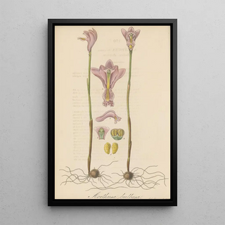 William Jackson Hooker - Arethusa bulbosa.webp