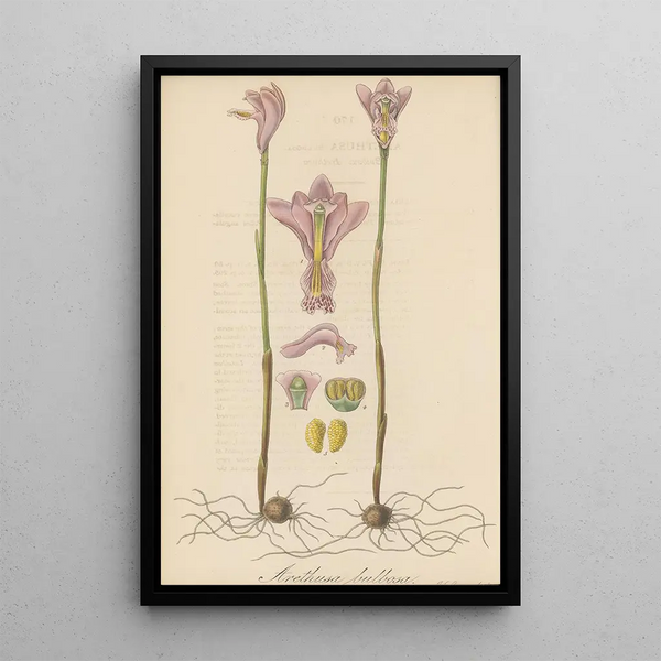 Arethusa bulbosa - William Jackson Hooker — framed artwork on a wall