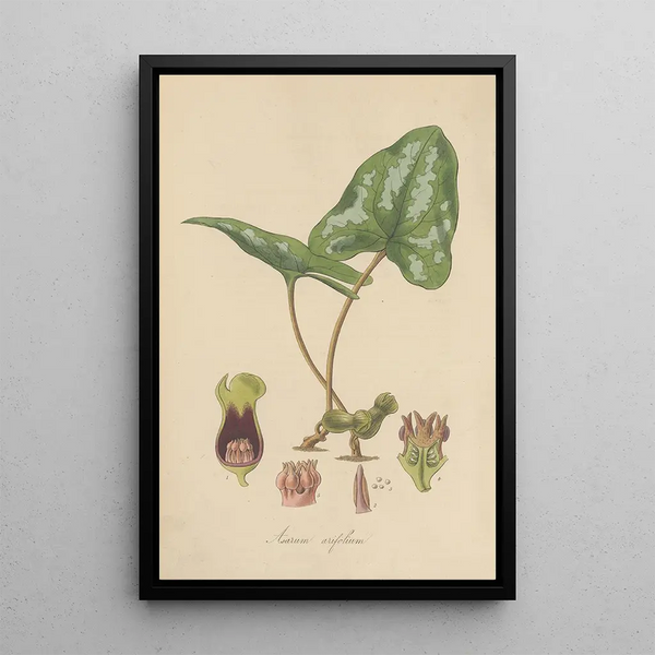 Asarum arifolium - William Jackson Hooker — framed artwork on a wall