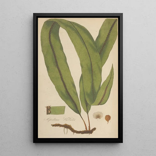 Aspidium Wallichii - William Jackson Hooker — framed artwork on a wall