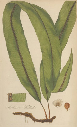 William Jackson Hooker - Aspidium Wallichii.webp