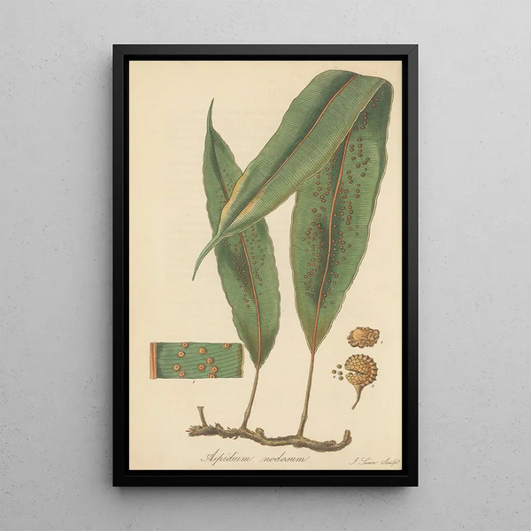 Aspidium nodosum - William Jackson Hooker — framed artwork on a wall