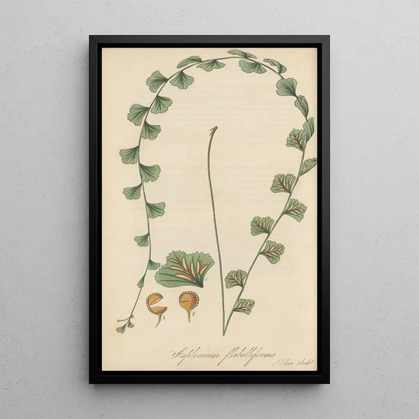 Asplenium flabelliforme - William Jackson Hooker — framed artwork on a wall