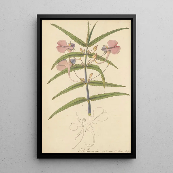 Balsamina setacea - William Jackson Hooker — framed artwork on a wall