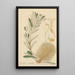 Banksia verticillata - William Jackson Hooker — framed artwork on a wall