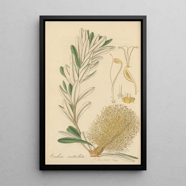 Banksia verticillata - William Jackson Hooker — framed artwork on a wall