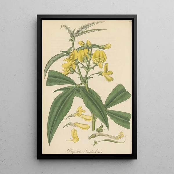 Baptisia nepalensis - William Jackson Hooker — framed artwork on a wall