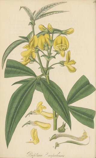William Jackson Hooker - Baptisia nepalensis.webp