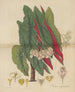Begonia argyrostigma - William Jackson Hooker — artwork view