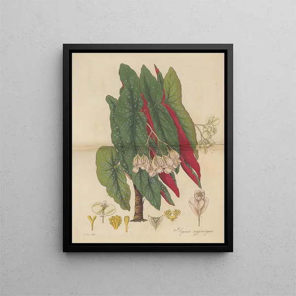 Begonia argyrostigma - William Jackson Hooker — framed artwork on a wall