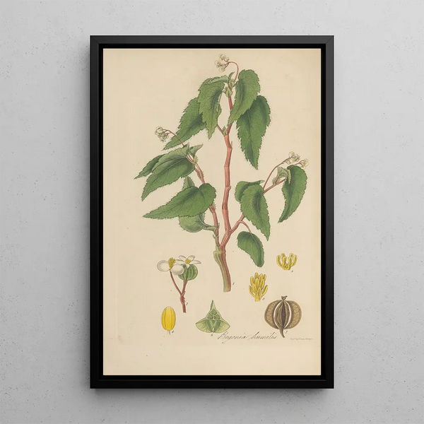 Begonia humilis - William Jackson Hooker — framed artwork on a wall