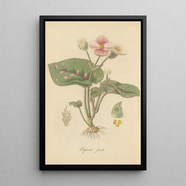 Begonia picta - William Jackson Hooker — framed artwork on a wall