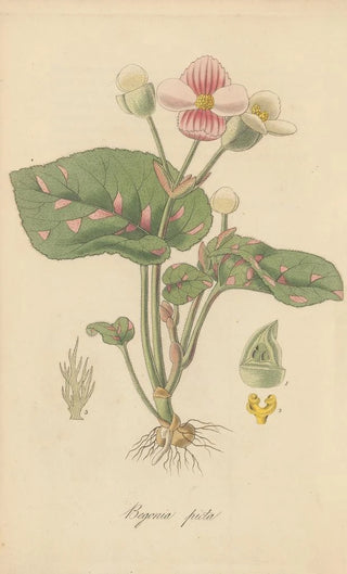 William Jackson Hooker - Begonia picta.webp
