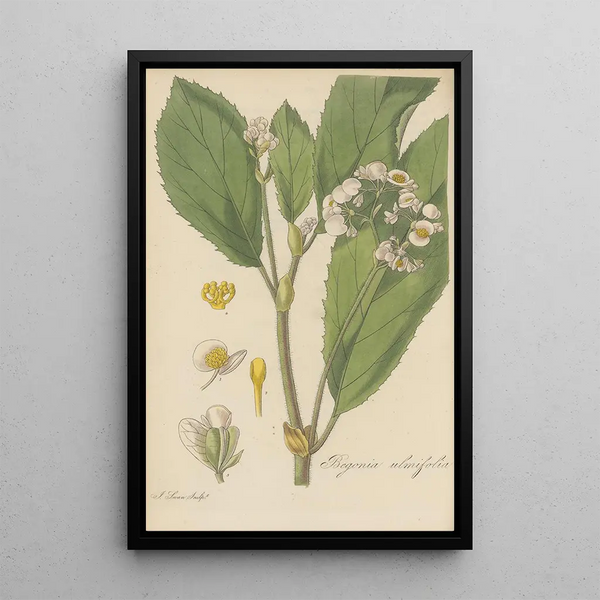 Begonia ulmifolia - William Jackson Hooker — framed artwork on a wall