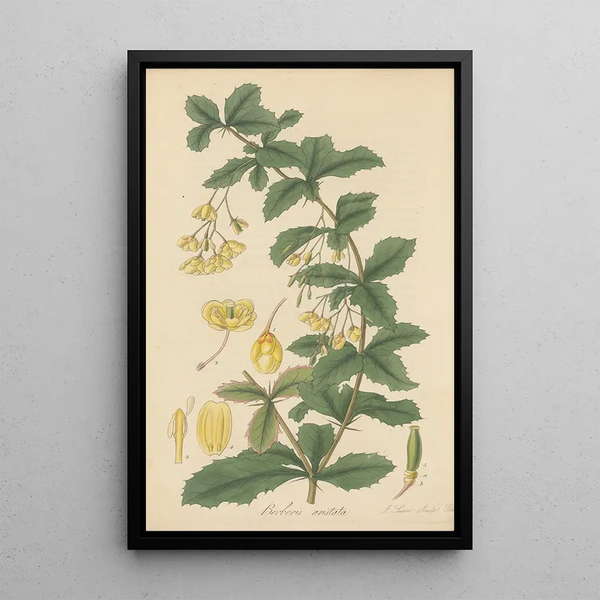 Berberis aristata - William Jackson Hooker — framed artwork on a wall