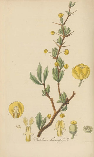William Jackson Hooker - Berberis heterophylla.webp